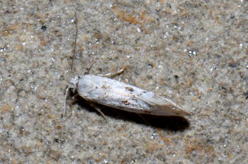 Réf. 237 021 : Herrichia excelsella